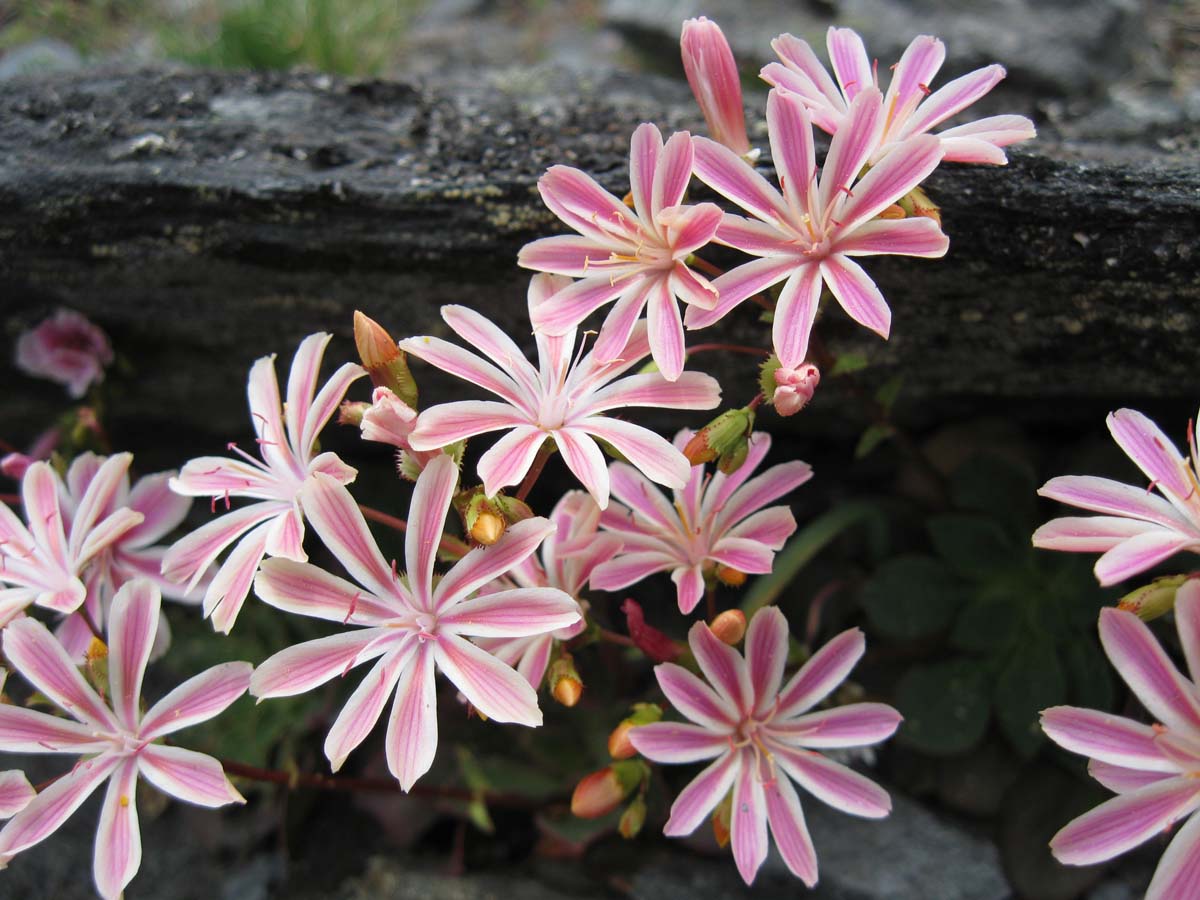 Lewisia Cotyledon