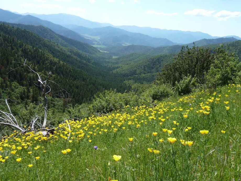 Siskiyou mountain range